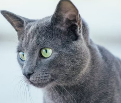 soigner les animaux